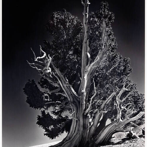 Black and white detailed photograph of a large, gnarly tree on the beach.